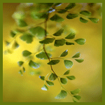 Ветка дерева, хорошо летом на природе! аватарка 150×150px