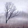 Туман по осени на поле и в лесу; аватарка 100×100px