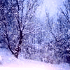 Зимний лес, падающий снег в лесу; аватарка 100×100px