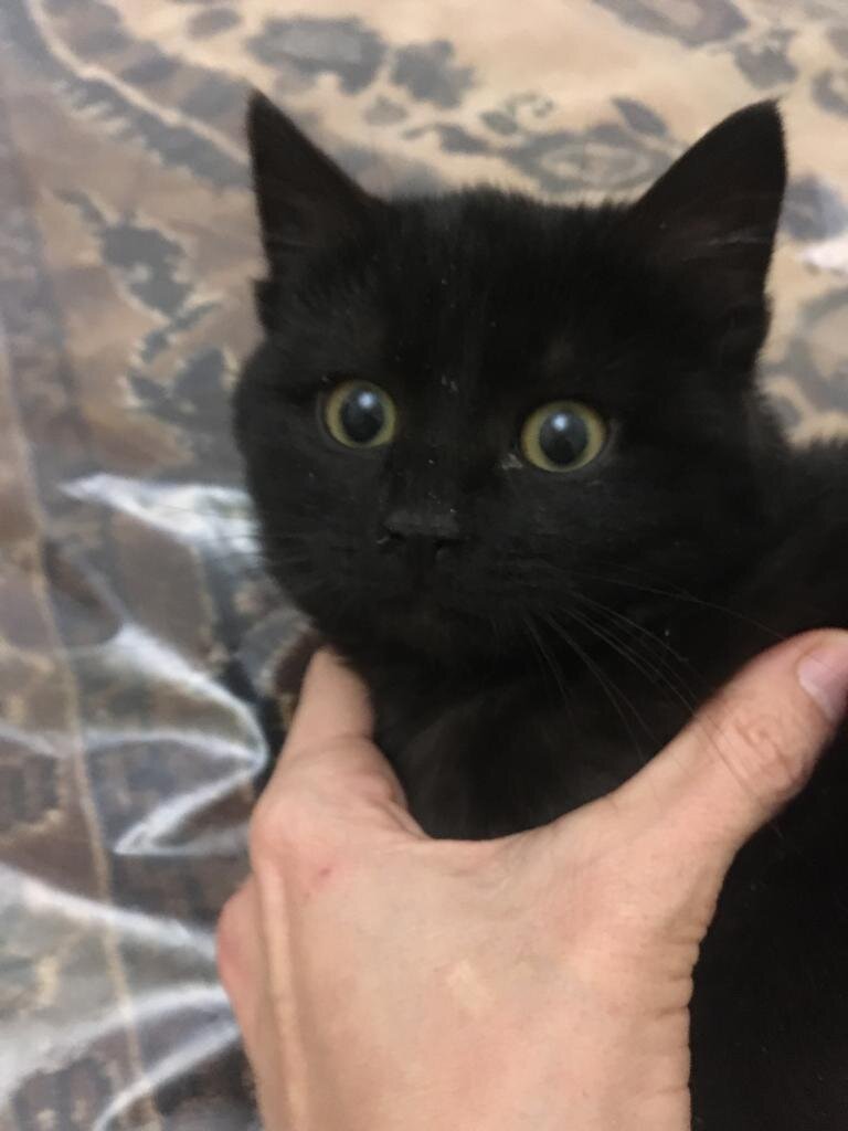 Только чёрному коту и не везёт