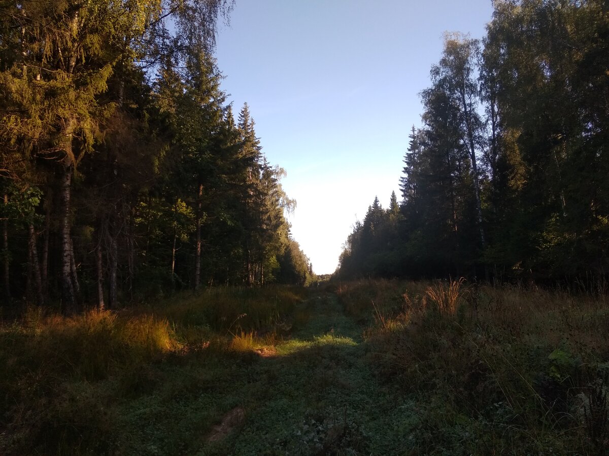 утро в лесу