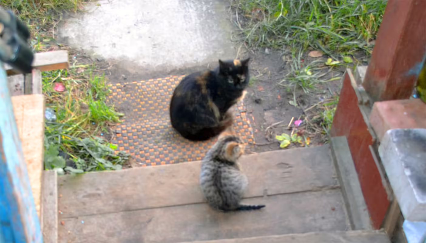 кот барсик домашние питомцы