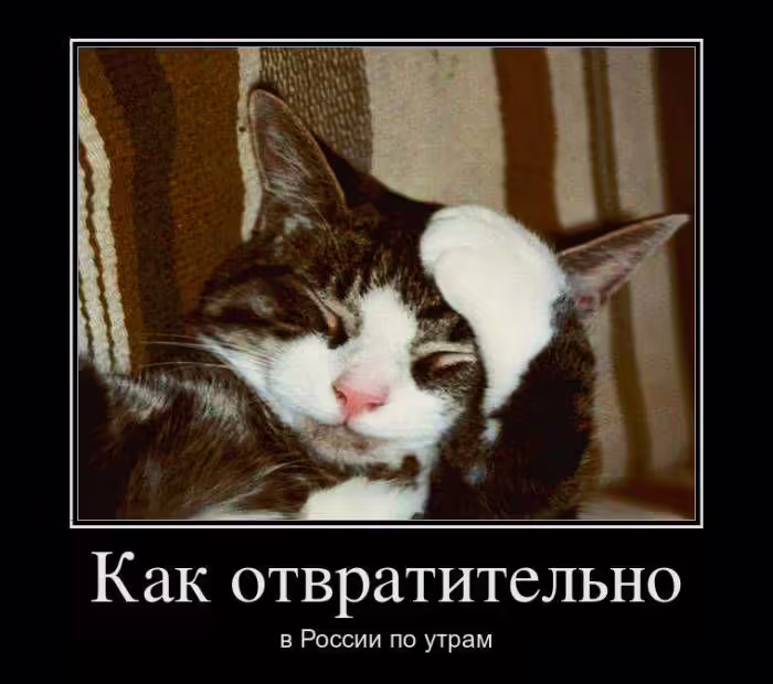 кошки демотиваторы