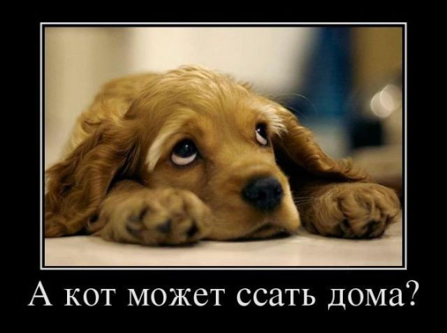 собаки демотиваторы