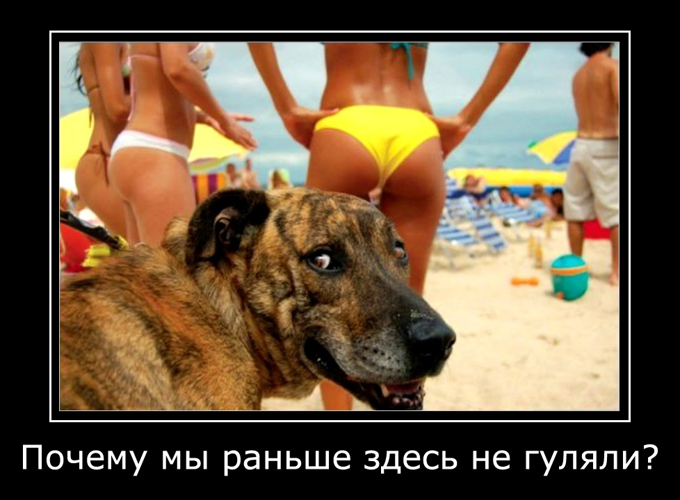 собаки демотиваторы