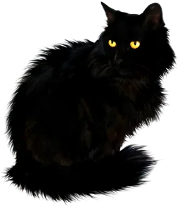 черный кот доживальщика