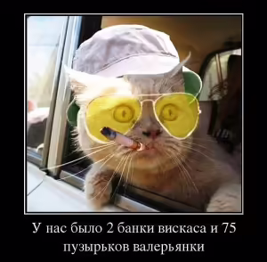 cat-07
