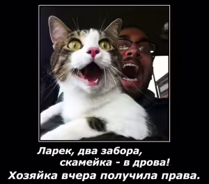 cat-10