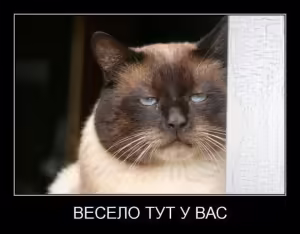 cat-12