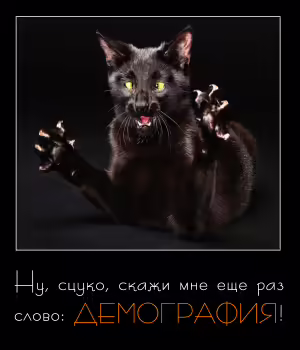 cat-15