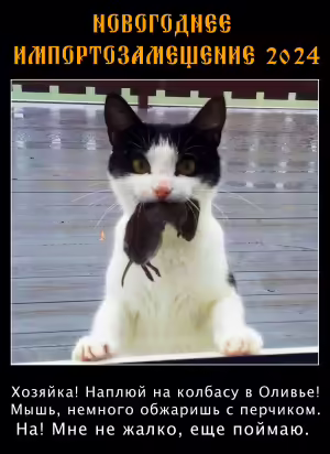 cat-17