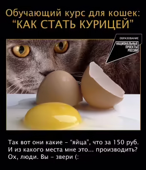 cat-18