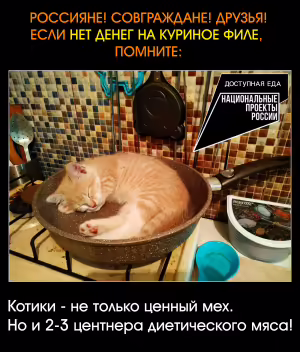 cat-20