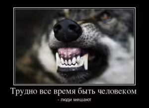 dog-6