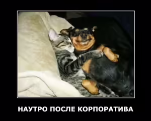 dog-7