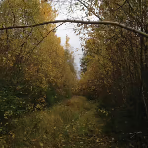 Осенний перелесок
