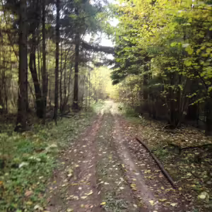 Лесная дорога осени