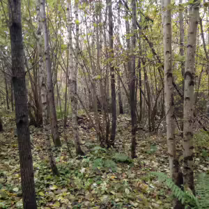 Осенний березовый пейзаж