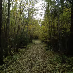 Осенние пейзажи
