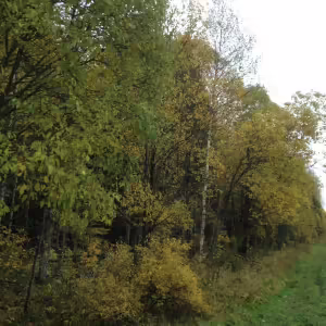 Осенние пейзажи