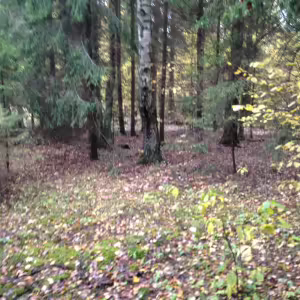 Осенние пейзажи