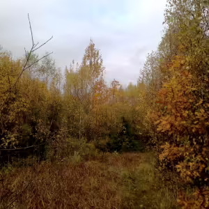 Осень золотая