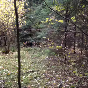 Осенние пейзажи