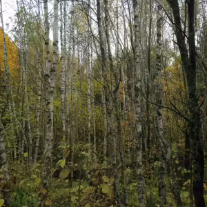 Осенние пейзажи