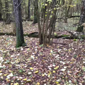 Золотое покрывало