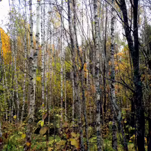 Осенне прозрачные березки