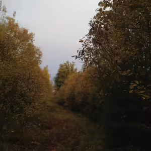 Тропинка в лесу