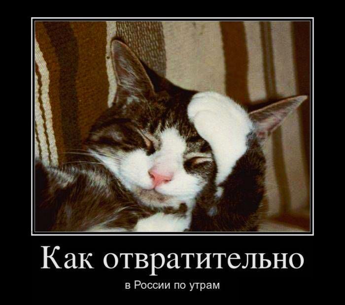 кошки демотиваторы